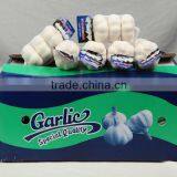 Hot Selling Normal White Fresh Garlic Price thumbnail-4
