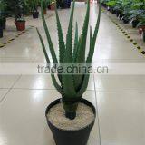 SJ30048946 Plastic Asparagus Plant/ Artificial Cactus Plant for Landscaping thumbnail-1