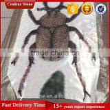 Eternal Live Dung Beetle Marble Stone Mosaic Model thumbnail-3