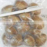 Frozen Cooked Surf Clam Skewer thumbnail-2