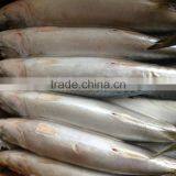 High Quanlity Product Pacific Mackerel thumbnail-2