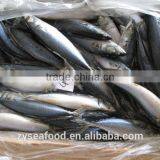 2017 New Arrived Frozen Sara Fish thumbnail-1