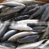 Pacific Mackerel Low Price for Canning thumbnail-1