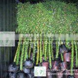 Bamboo Plants thumbnail-1