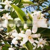 Neroli Oil thumbnail-4