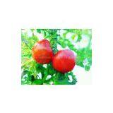 Lycopene thumbnail-1