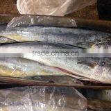 Frozen Gutted Mahi-mahi Fish Clean Fish thumbnail-1