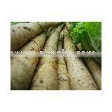 Fresh Yellow Burdocks thumbnail-1