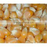 Yellow Corn thumbnail-2