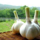 Fresh Indonesian White Garlic & Import China Pure Garlic, White Garlic, Ginger & Carrot thumbnail-4
