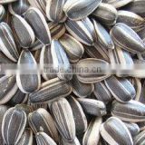 Fresh Style and Raw Processing Type Chinese sunflower seeds