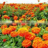 Marigold Oleoresin(Feed Grade)