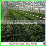 China Cheapest Hot-dip Galvanized Steel Structure Greenhouses With Hydroponic Grow Systems thumbnail-3