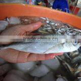 Fresh Frozen Horse Mackerel From Zhejiang China thumbnail-1
