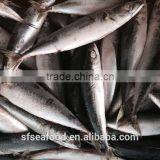 Singapore Seafood Frozen Mackerel thumbnail-2