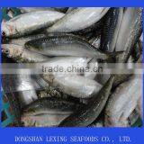 Frozen Canned Tuna Bait Sardine thumbnail-1