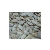 Snow White Pumpkin Seed thumbnail-1