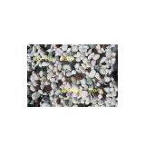 Pebble, Cobble, Pebble Stone, Cobble Stone, Pebble Tiles, Pebble Paver thumbnail-1