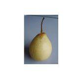 Ya Pear thumbnail-1