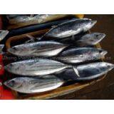 Supply Skipjack Tuna thumbnail-1