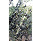 Raw Wild Black Goji Seeds for Planting Organic Goji Berry Seeds thumbnail-3