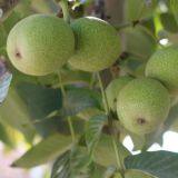 China Cheap Walnut in Shell thumbnail-2