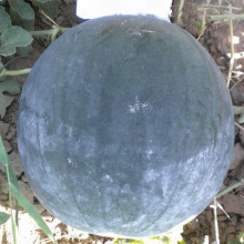Seedless Black Skin Hybrid Watermelon Seeds thumbnail-2