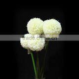 New Products 2016 Innovative Product Fistular Onion Flower With Different Size thumbnail-3