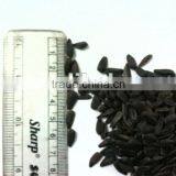 BLACK SUN FLOWER SEED