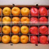 Chinese Fresh Citrus Orange Cheap Selling thumbnail-2