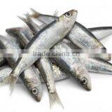 Mediterranean Canned Sardines in Vegetable Oil With Spicy Sauce , High Quality Sardines,Sardines in Cans With Spicy Sauce 125g thumbnail-2