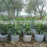 Bamboo Seedling thumbnail-4