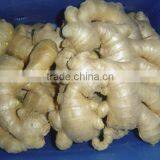 Fresh Air Dry Ginger thumbnail-1