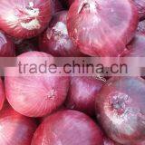 Best Quality Onion Price For Sri Lanka thumbnail-2