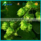 Natural product food supplement Cannabaceae family Hops Extract
