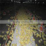 Feeding System for Chicken Farm thumbnail-6