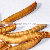 Bird food 2.5 cm Dried Mealworms
