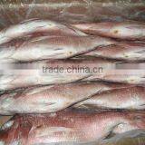 Piece Fresh Red Sea Bream thumbnail-1