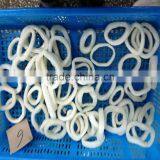 Pacific Squid thumbnail-2