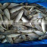 Export 30-50g Trawel Small Size Horse Mackerel Sell thumbnail-1