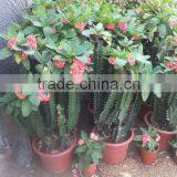 Enphorbia Millis Shrub Trees thumbnail-4