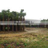 Trachycarpus Fortunei 3-4m Trunk thumbnail-1