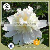 my Test Tree Peony Plant Root thumbnail-6