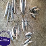 High Quality Frozen Fresh Sea Frozen Pacific Mackerel Fish 150-200 thumbnail-2