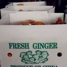 Fresh Ginger thumbnail-3