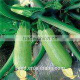 Jade No.2 Early Mature Dwaf Hybrid Squash Seeds
