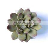 Artificial Mini Echeveria Succulent Cactus in Burgundy Green thumbnail-2
