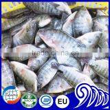Frozen Black Tilapia Size 500-800 thumbnail-1