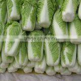 Fresh Chinese Cabbage thumbnail-2