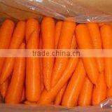 Carrot thumbnail-1